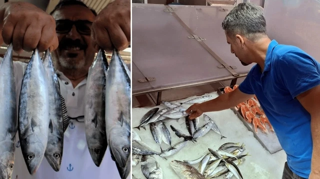 yasak-sona-erdi-kasa-kasa-toplaniyor-tanesi-350-liradan-satisa-cikti-m52kp91U.webp
